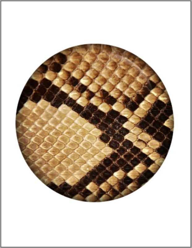 Animal Print Edible Image Cake Toppers 20cm diameter (7 prints available) - CustomIcing.com.au