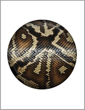 Animal Print Edible Image Cake Toppers 20cm diameter (7 prints available) - CustomIcing.com.au